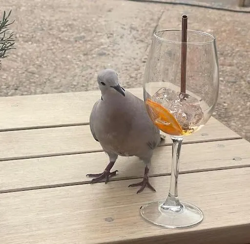 度假居 Am Teutoburger Wald *