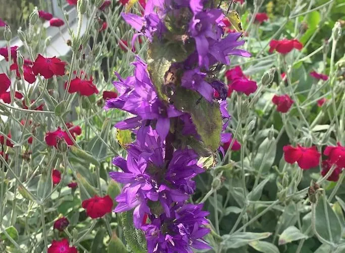 Am Teutoburger Wald 度假居 *